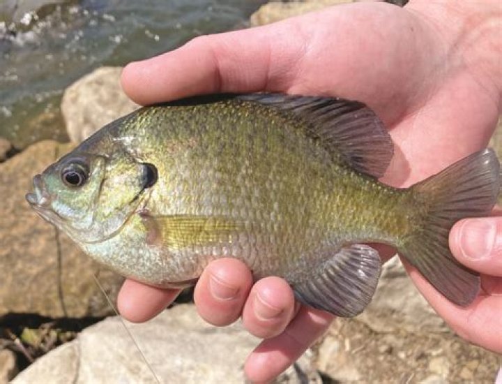 Why do bluegill bite swimmers
