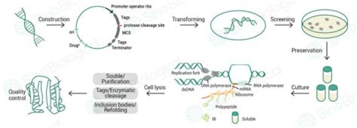 Why is E. coli used in experiment