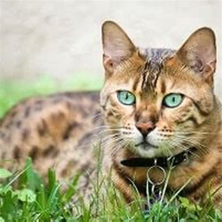 Why should I not get a Bengal cat