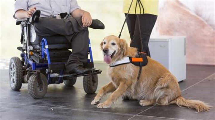 Why would a dog need a wheelchair