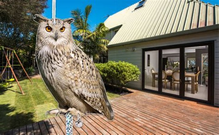 Will a fake owl keep pigeons away