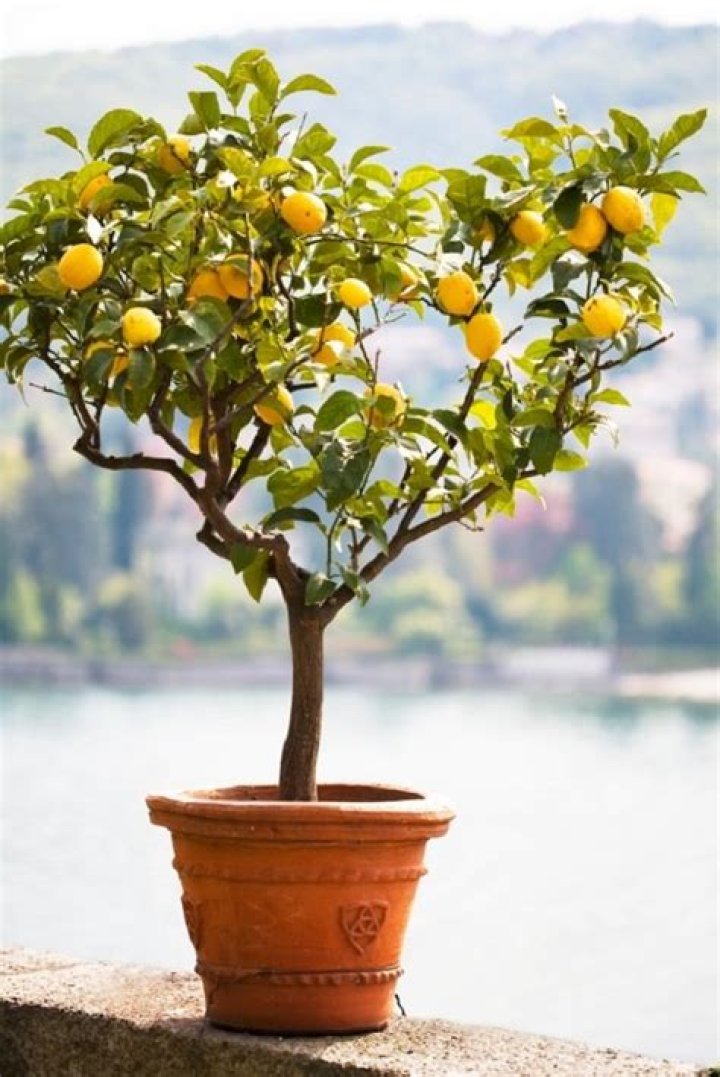 Will a lemon tree grow in Ireland