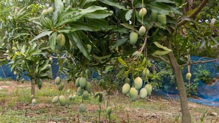 Will a mango tree grown from a seed produce fruit