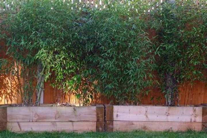 Will bamboo grow in planter boxes