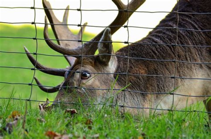 Will barbed wire keep deer out