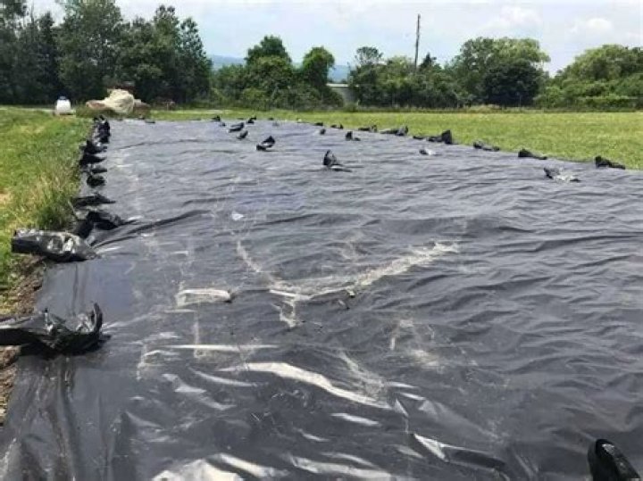Will black plastic sterilize soil
