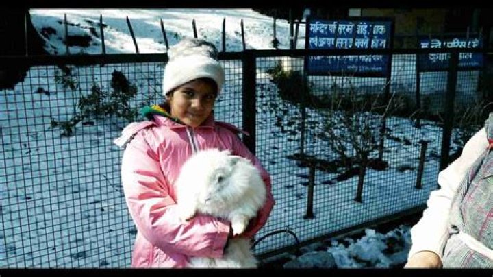 Will blood meal keep rabbits away