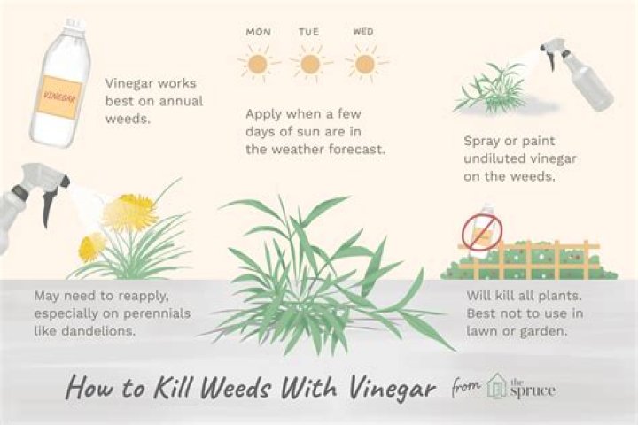Will borax and vinegar kill weeds