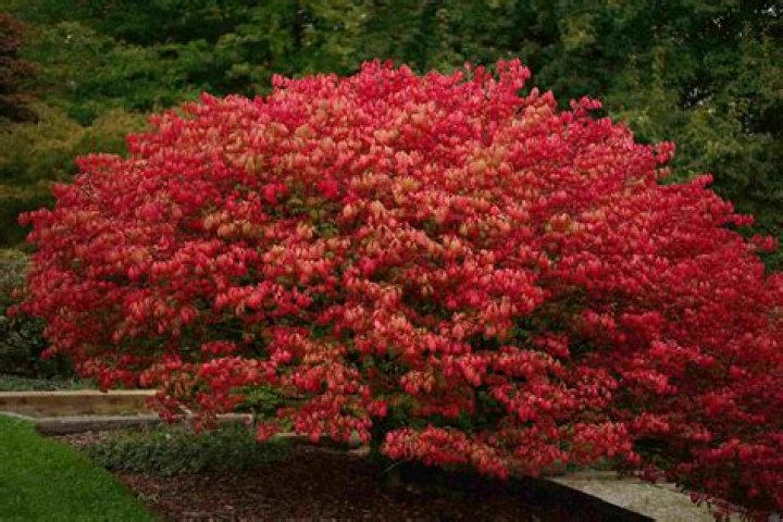 Will burning bushes grow in shade