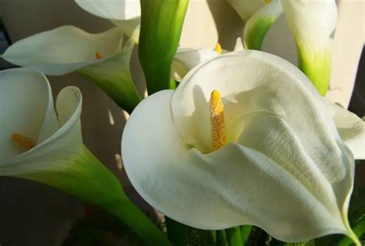 Will calla lilies grow in Florida