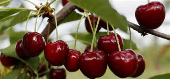 Will cherries grow in Mississippi