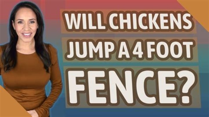 Will chickens jump a 4 foot fence