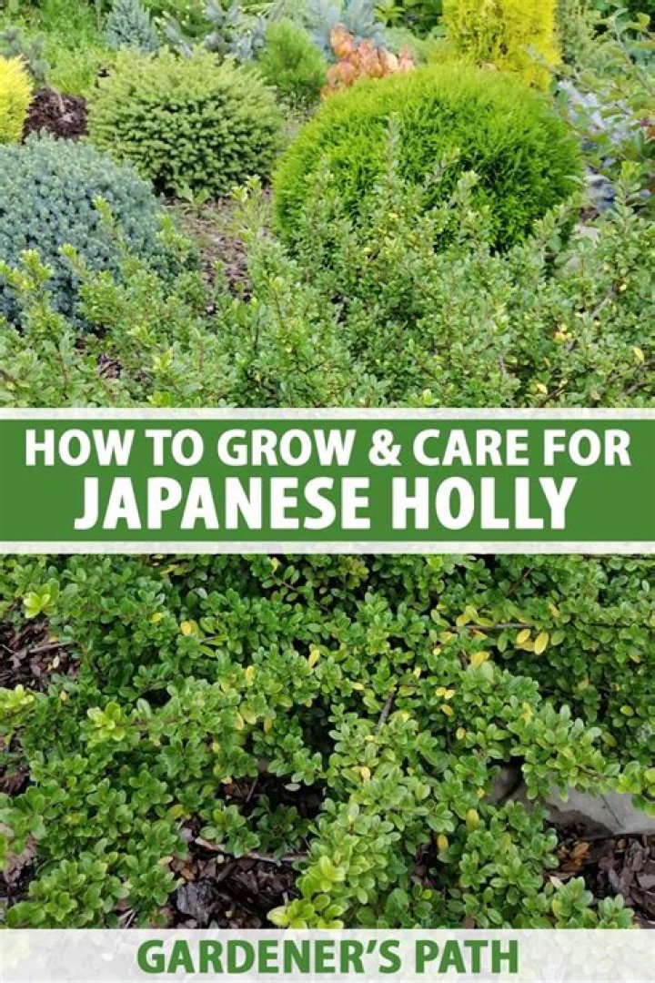 Will Japanese holly grow in shade