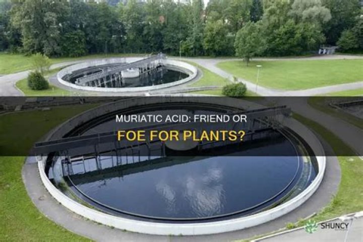 Will muriatic acid hurt my plants