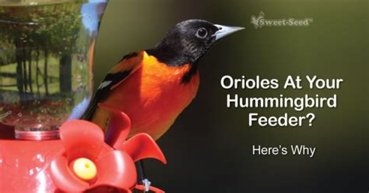 Will Orioles run off hummingbirds