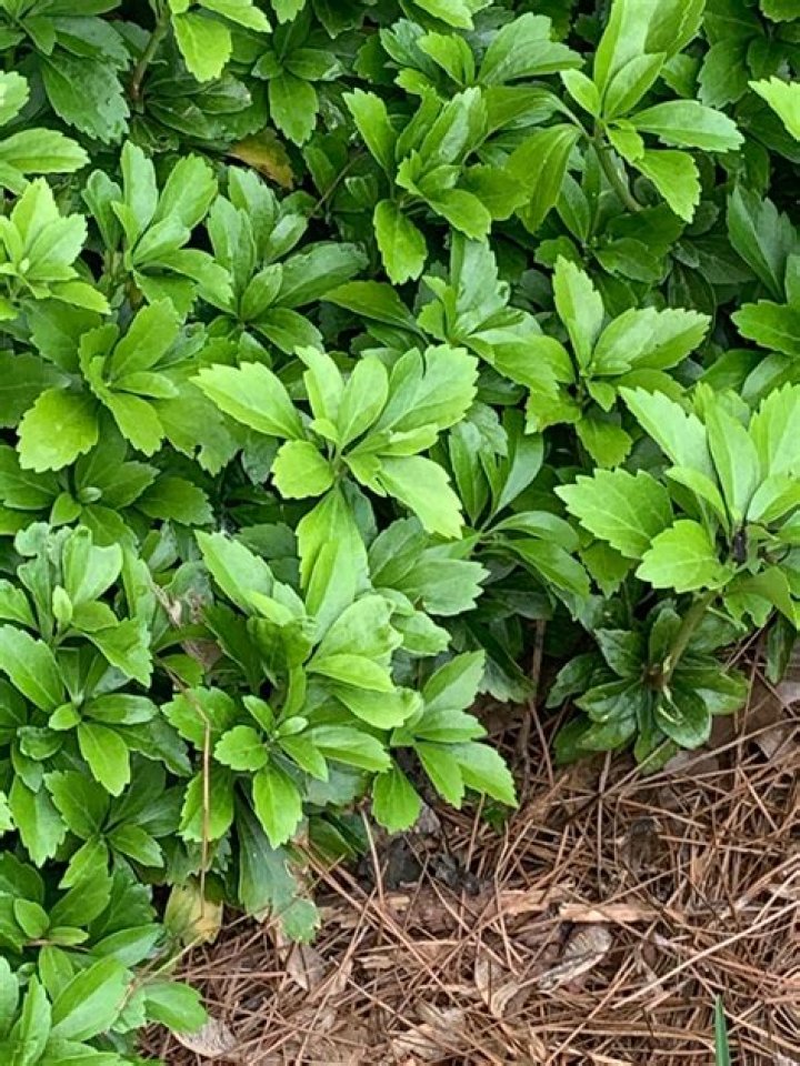 Will pachysandra grow in full sun