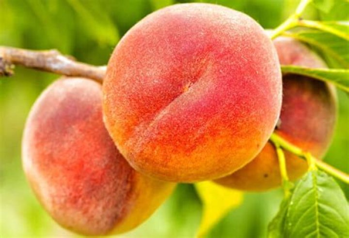 Will peach trees grow in Michigan