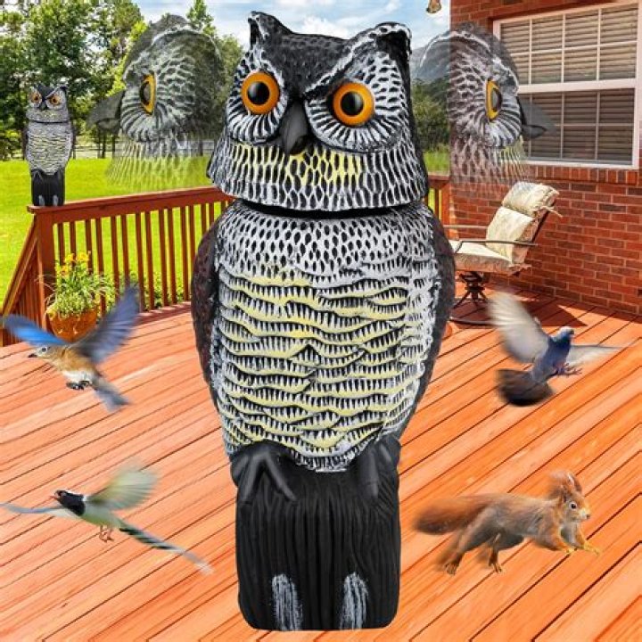 Will plastic owls keep birds away
