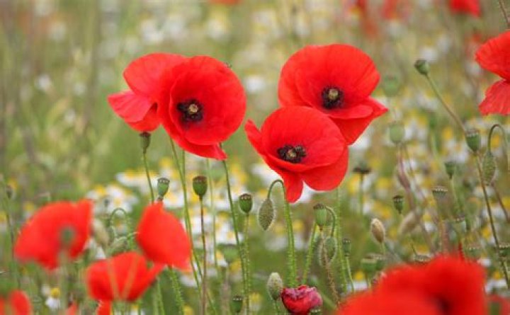 Will poppies bloom the first year