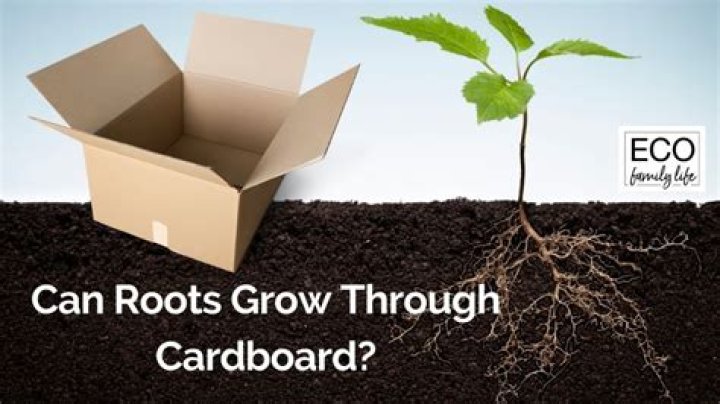 Will roots grow through cardboard