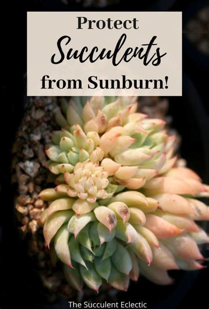 Will sunburned succulents recover