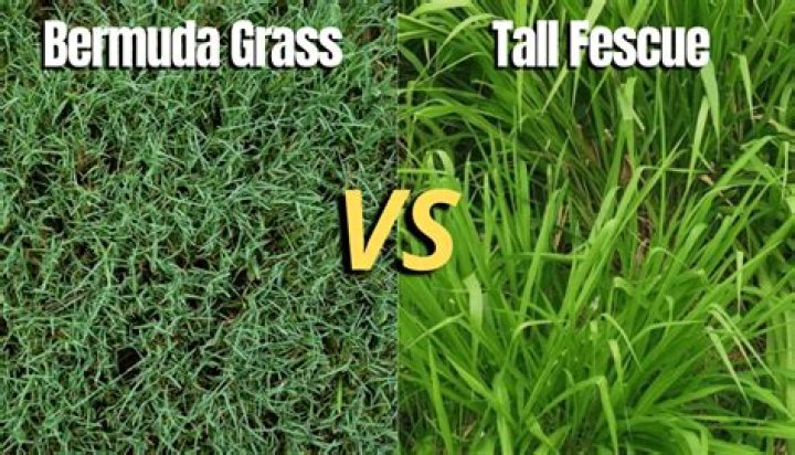 Will tall fescue overtake Bermuda