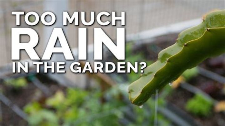 Will too much rain hurt my garden